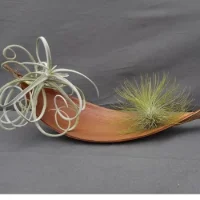 NATURE ET TILLANDSIA