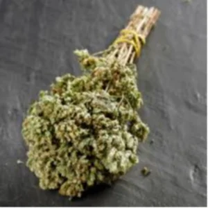 ORIGANO DI SICILIA