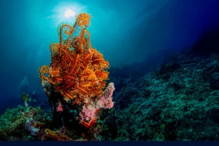 Exposition Biodiversité du Pacifique