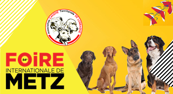 #Conférences L’ASSOCIATION CANINE TERRITORIALE DE LORRAINE : Présentation des races canines.